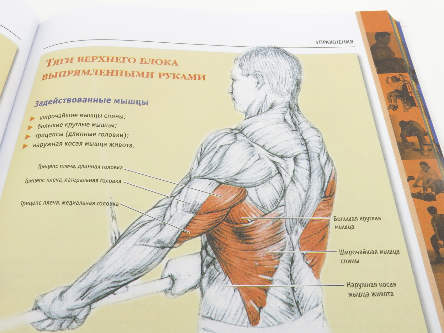 Анатомия силовых упражнений. Анатомия силовых упражнений Дальниченко. Анатомия силовых упражнений для мужчин и женщин. Анатомия силовых упражнений для мужчин и женщин книга. Анатомия силовых упражнений для женщин.